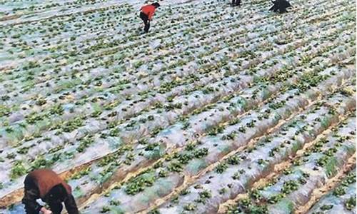 菠菜体育官网：专业菠菜导航官网(2020菠菜导航) (2)