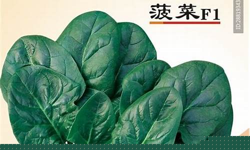 菠菜公司广告(菠菜广告推广犯法吗)