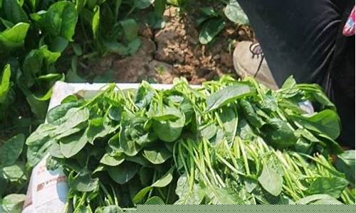 菠菜公司排名：菠菜网址 (3)