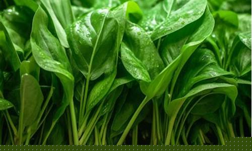 菠菜排名网(菠菜信誉排行)