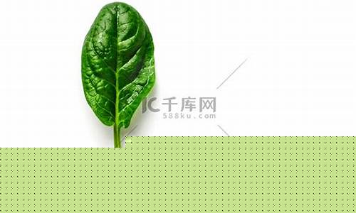菠菜注册网：菠菜注册网(菠菜注册网址)