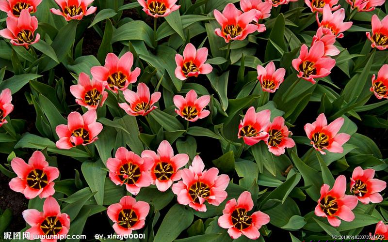 菠菜网收集：菠菜联盟担保大全(2020最新菠菜担保网)