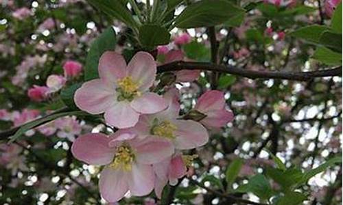 体育菠菜导航网：008白菜网(888白菜